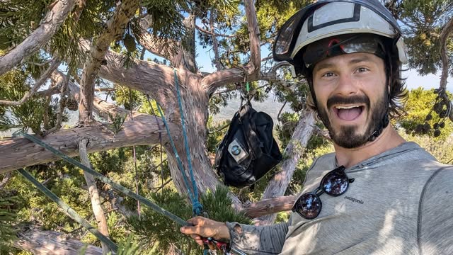 A Bird’s Eye arborist working among the branches high in a tree canopy